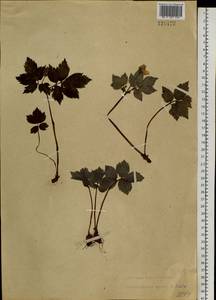 Hylomecon vernalis Maxim., Siberia, Russian Far East (S6) (Russia)