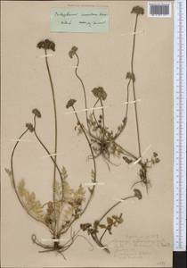 Lomatocarpa albomarginata (Schrenk) Pimenov & Lavrova, Middle Asia, Northern & Central Tian Shan (M4) (Kazakhstan)