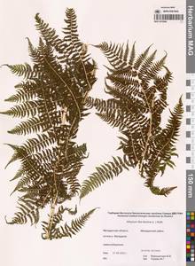 Athyrium filix-femina (L.) Roth, Siberia, Chukotka & Kamchatka (S7) (Russia)