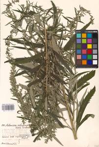 Artemisia selengensis Turcz. ex Besser, Eastern Europe, Moscow region (E4a) (Russia)