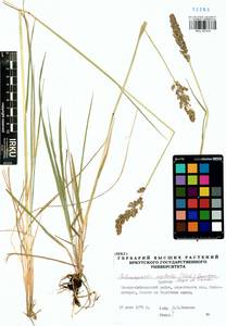 Calamagrostis stricta (Timm) Koeler, Siberia, Baikal & Transbaikal region (S4) (Russia)