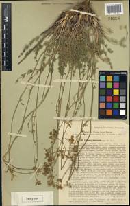Libanotis fasciculata Korov., Middle Asia, Western Tian Shan & Karatau (M3) (Uzbekistan)