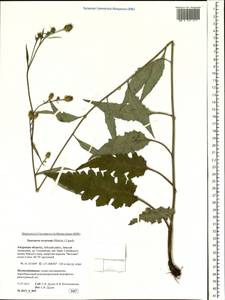 Saussurea recurvata (Maxim.) Lipsch., Siberia, Russian Far East (S6) (Russia)