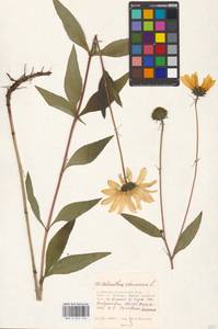 Helianthus strumosus L., Eastern Europe, Moscow region (E4a) (Russia)