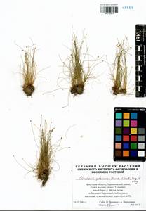 Eleocharis yokoscensis (Franch. & Sav.) Tang & F.T.Wang, Siberia, Baikal & Transbaikal region (S4) (Russia)