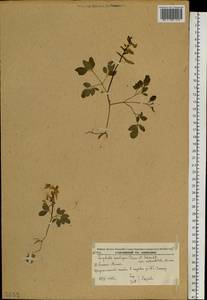 Corydalis ambigua Cham. & Schltdl., Siberia, Russian Far East (S6) (Russia)