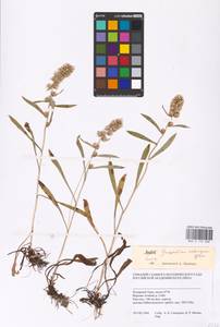 Omalotheca norvegica (Gunnerus) Sch. Bip. & F. W. Schultz, Siberia, Western Siberia (S1) (Russia)