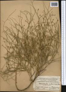 Convolvulus subsericeus Schrenk, Middle Asia, Muyunkumy, Balkhash & Betpak-Dala (M9) (Kazakhstan)