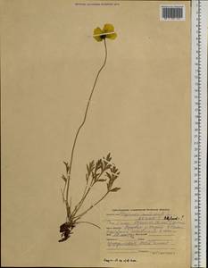 Oreomecon nudicaulis subsp. nudicaulis, Siberia, Altai & Sayany Mountains (S2) (Russia)