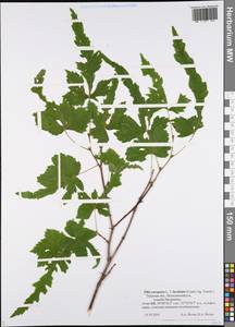 Tilia × europaea L., Eastern Europe, North-Western region (E2) (Russia)