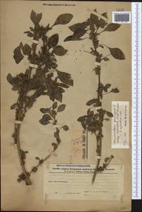 Amaranthus blitum L., Caucasus, Azerbaijan (K6) (Azerbaijan)