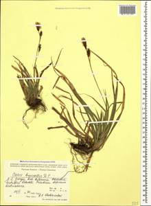 Carex brevicollis DC., Caucasus, Georgia (K4) (Georgia)