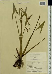 Sagittaria sagittifolia L., Eastern Europe, Central region (E4) (Russia)