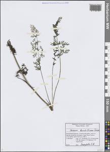 Carum buriaticum Turcz., Siberia, Baikal & Transbaikal region (S4) (Russia)