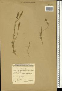 Tragus racemosus (L.) All., Crimea (KRYM) (Russia)