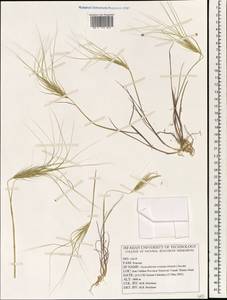 Taeniatherum caput-medusae (L.) Nevski, South Asia, South Asia (Asia outside ex-Soviet states and Mongolia) (ASIA) (Iran)