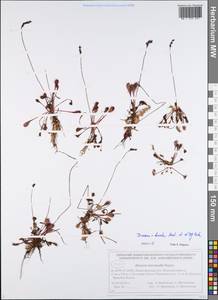 Drosera × obovata Mert. & W. D. J. Koch, Eastern Europe, Volga-Kama region (E7) (Russia)