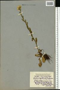 Aspilia cachimboensis H.Rob., Eastern Europe, West Ukrainian region (E13) (Ukraine)