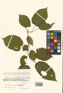 Actinidia kolomikta (Maxim. & Rupr.) Maxim., Siberia, Russian Far East (S6) (Russia)
