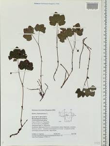 Rubus chamaemorus L., Eastern Europe, Central region (E4) (Russia)