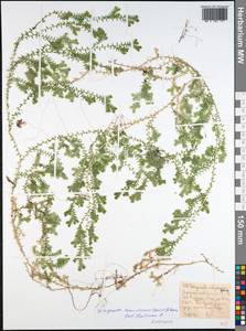 Selaginella kraussiana (Kunze) A.Braun, Africa (AFR) (Ethiopia)