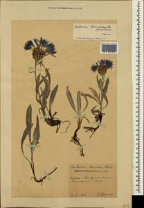 Centaurea fuscomarginata (K. Koch) Juz., Crimea (KRYM) (Russia)