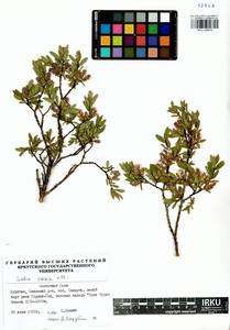 Salix caesia, Siberia, Baikal & Transbaikal region (S4) (Russia)