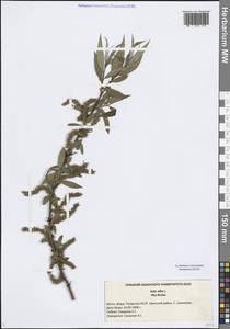 Salix alba L., Eastern Europe, Middle Volga region (E8) (Russia)