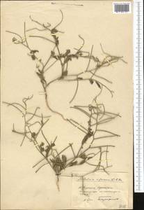 Strigosella africana (L.) Botsch., Middle Asia, Pamir & Pamiro-Alai (M2) (Kyrgyzstan)