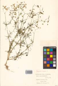 Spergula arvensis L., Siberia, Russian Far East (S6) (Russia)