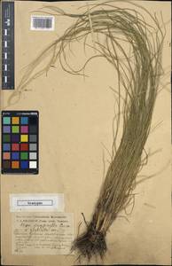 Stipa zalesskii Wilensky, Eastern Europe, Central forest-and-steppe region (E6) (Russia)
