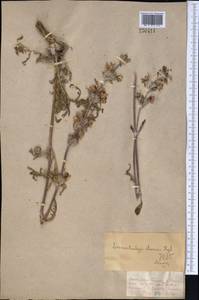 Phlomoides iliensis (Regel) Adylov, Kamelin & Makhm., Middle Asia, Dzungarian Alatau & Tarbagatai (M5) (Kazakhstan)