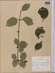 Viburnum edule (Michx.) Raf., America (AMER) (United States)