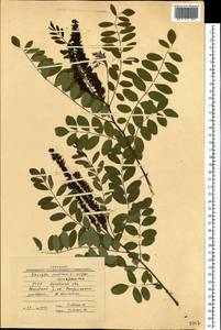 Amorpha fruticosa L., Eastern Europe, North Ukrainian region (E11) (Ukraine)