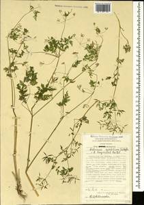 Anthriscus cerefolium (L.) Hoffm., Caucasus, Stavropol Krai, Karachay-Cherkessia & Kabardino-Balkaria (K1b) (Russia)