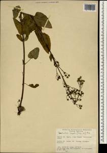 Scrophularia scopolii Hoppe, South Asia, South Asia (Asia outside ex-Soviet states and Mongolia) (ASIA) (Turkey)