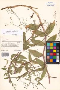 Gypsophila perfoliata L., Eastern Europe, Moscow region (E4a) (Russia)