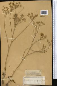 Oedibasis apiculata (Kar. & Kir.) Koso-Pol., Middle Asia, Muyunkumy, Balkhash & Betpak-Dala (M9) (Kazakhstan)