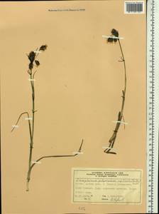 Eriophorum angustifolium subsp. triste (T.C.E.Fr.) Hultén, Siberia, Yakutia (S5) (Russia)