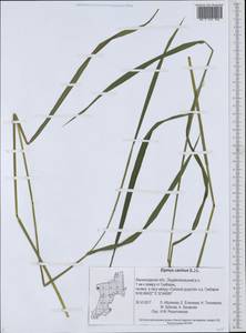 Elymus caninus (L.) L., Eastern Europe, North-Western region (E2) (Russia)