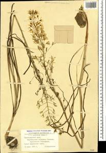 Ornithogalum pyrenaicum L., Caucasus, Black Sea Shore (from Novorossiysk to Adler) (K3) (Russia)