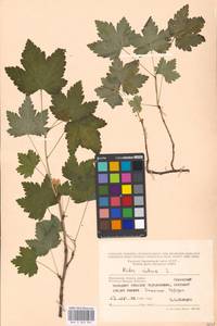 Ribes rubrum L., Eastern Europe, Moscow region (E4a) (Russia)