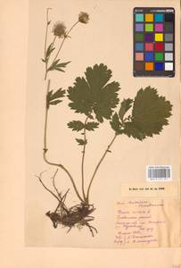 Geum rivale L., Eastern Europe, North-Western region (E2) (Russia)