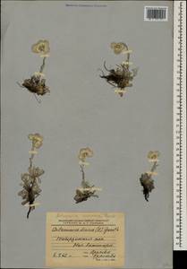 Antennaria caucasica Boriss., Caucasus, Stavropol Krai, Karachay-Cherkessia & Kabardino-Balkaria (K1b) (Russia)