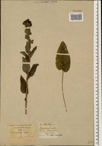 Campanula glomerata subsp. hispida (Witasek) Hayek, Caucasus, Krasnodar Krai & Adygea (K1a) (Russia)