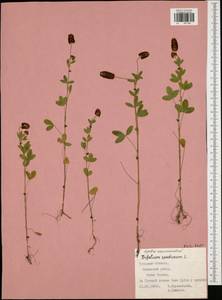 Trifolium spadiceum L., Eastern Europe, Central region (E4) (Russia)