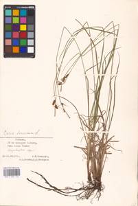 Carex tomentosa L., Eastern Europe, Estonia (E2c) (Estonia)