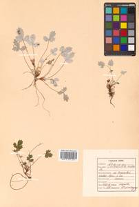 Potentilla nivea L., Siberia, Russian Far East (S6) (Russia)