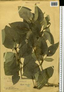 Populus laurifolia Ledeb., Siberia, Western (Kazakhstan) Altai Mountains (S2a) (Kazakhstan)