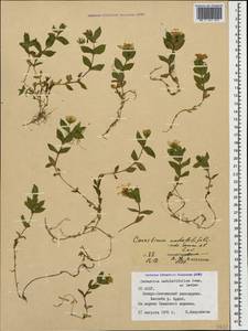 Cerastium undulatifolium Somm. & Levier, Caucasus, North Ossetia, Ingushetia & Chechnya (K1c) (Russia)